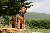 AIREDALE TERRIER 302